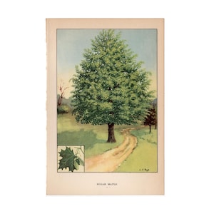 H. 1930 ZUCKERAHORN BAUM Lithographie • Pflanzendruck • Bäume • Pflanzendruck • Ahornsirup • Ahornsirup