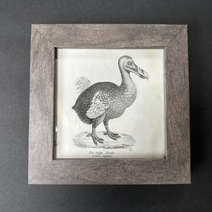 May include: A framed black and white illustration of a Dodo bird, a flightless bird native to Mauritius. The illustration is titled "Der orig. Dodo. Didus ineptus".