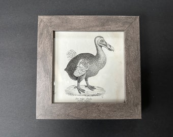 FRAMED c.1824 DODO lithograph • original antique print • Dronte print • Dodo bird print • extinct animal • extinct bird • found on Mauritius