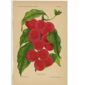 c. 1888 WAYLAND PLUMS lithograph • original antique print • botanical print • fruit print • USDA agriculture print • kitchen art