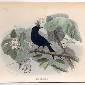DRONGO print c. 1858 • original antique print • hand colored engraving • black African print • bird print from Buffon • exotic bird