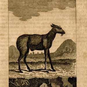 1808 la stampa incisa animale antico originale muschio