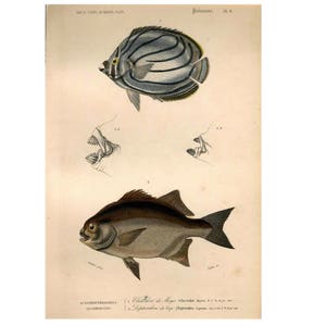 c.1849 BUTTERFLY FISH & BREAM engraving • original antique print • hand colored engraving by D&#39;Orbigny • sea life print • marine life print