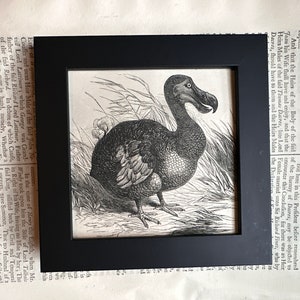May include: A black and white engraving of a Dodo bird, a flightless bird native to Mauritius, in a framed setting. The bird is depicted in a natural setting with tall grasses and foliage.