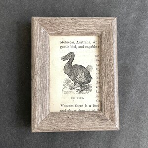 May include: A framed print featuring a detailed black and white illustration of a Dodo bird. The print is set against a backdrop of aged book pages and encased in a gray wooden frame, creating a vintage aesthetic.