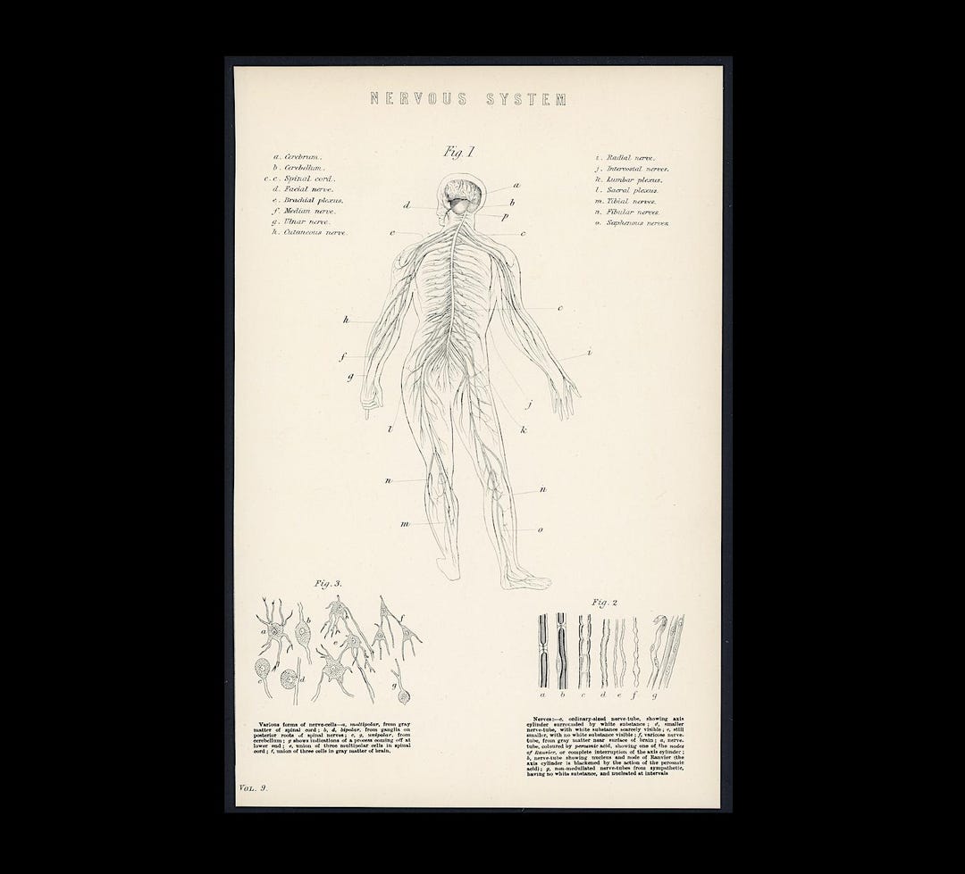 NERVOUS SYSTEM Print C. 1880 • Original Antique Print • Human Anatomy ...