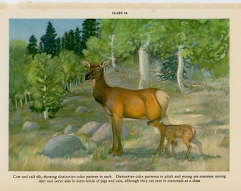 c. 1934 COW & CALF ELK print - original vintage print • wapiti print • Mother's day gift • Red Deer • moose print • animal of North America