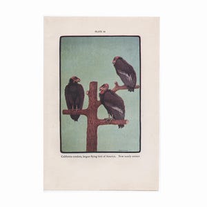 c. 1934 VULTURE BIRD lithograph - original vintage lithograph - bird of prey print - bird print - ornithology art - California Condor print