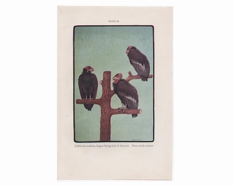 c. 1934 VULTURE BIRD lithograph - original vintage lithograph - bird of prey print - bird print - ornithology art - California Condor print