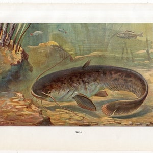c. 1900 CATFISH print • original antique print • underwater landscape print • sea life print •  wolffish print • Brehms print