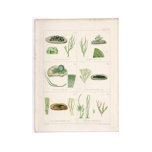 c. 1872 GREEN SEAWEED print • original antique prints • marine botanicals • phycology prints • marine algae • British Sea-Weeds • sea flora
