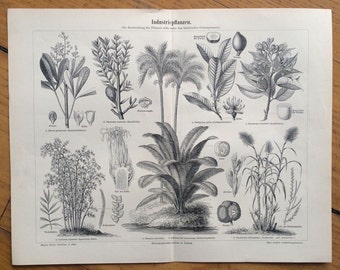 1894 industrial plants print original antique botanical lithograph palm nut tropic fruit - industriepflanzen