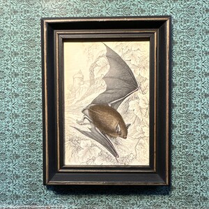 framed c. 1843 BAT engraving • original antique print • small framed print • chauve souris • Halloween decor • vampire • reddish gray bat