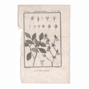 1775 年頃のアンティーク植物彫刻 • オリジナルアンティークプリント • ビュフォン植物 • 植物、花、ガーデンプリント • 植物学プリント • 金箔