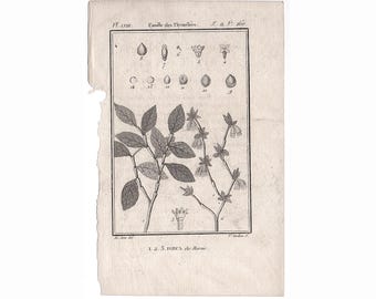 c. 1775 Grabado botánico antiguo • Impresión antigua original • Botánicos de Buffon • Impresión de plantas, flores y jardín • Impresión botánica • Dirca