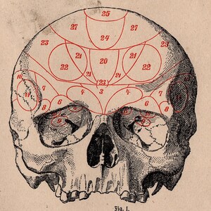 HUMAN SKULL Print C. 1900 • Original Antique Print • Antique Skeleton ...