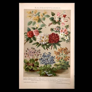 c. 1903 HOUSEPLANTS lithograph • original antique print • plants & flower print - antique botanical - acacia - cyclamen - primula - camellia