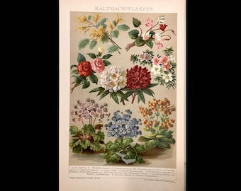 c. 1903 HOUSEPLANTS lithograph • original antique print • plants & flower print - antique botanical - acacia - cyclamen - primula - camellia