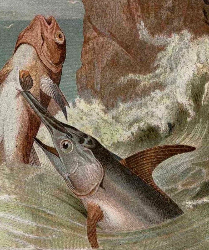 1903 SWORDFISH Print Original Antique Sea Life Ocean Etsy