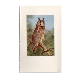 c. 1926 LONG EARED OWL lithograph - original vintage print - ornithology - bird of prey print • antique owl print - nocturnal bird print