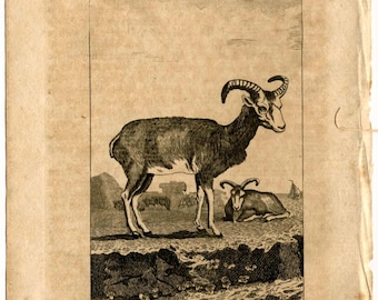 Chromolitography 1880 Gazelle Moufflon Paquien Gobin