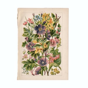 c. 1900 WILD FLOWERS print • original antique print • botanical print • garden print • posie print • British flower bouquet print