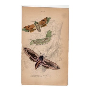 c. 1843 antique MOTH BUTTERFLY ENGRAVING original antique entomology print insect Lepidoptera Caterpillar butterflie lime & privet hawk moth