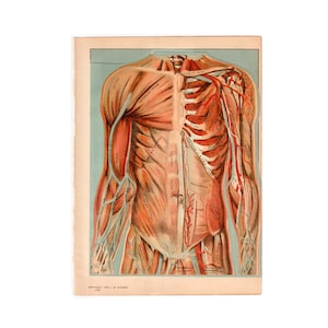 c. 1912 HUMAN CHEST ANATOMY lithograph • original antique print  • interactive medical illustration - layers of chest • muscles organs bones