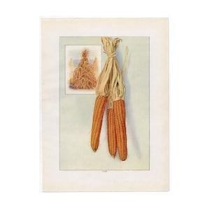 Litografía de maíz c. 1911 • impresión antigua original • impresión vegetal • decoración de Acción de Gracias • maíz • campo de maíz • tallo de maíz mazorca de maíz