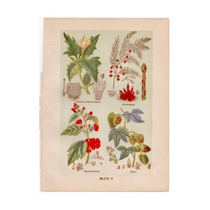 c. 1906 MEDICINAL PLANT lithograph • original antique print • botanical • flowers • medicinal herbs • thorn apple asparagus marshmallow hops
