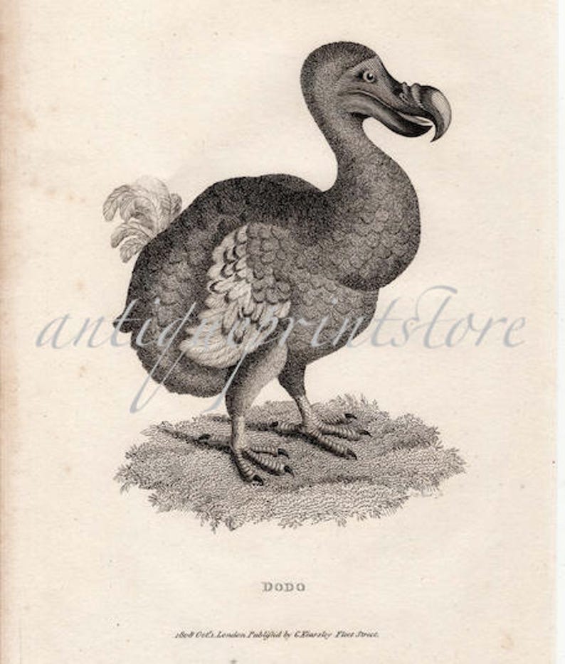 RARE c. 1808 DODO BIRD print antique print dronte print | Etsy