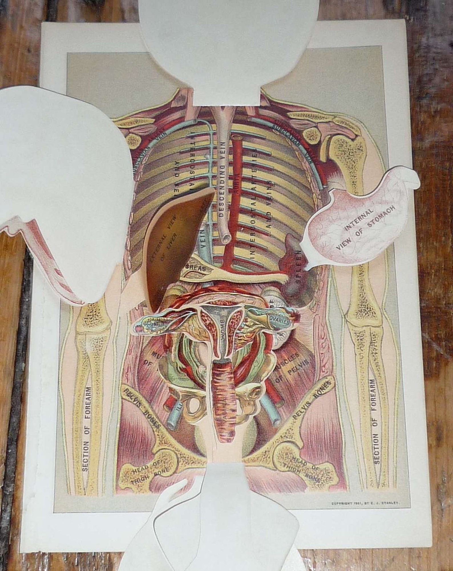 1901 human anatomy original antique medical organs print | Etsy