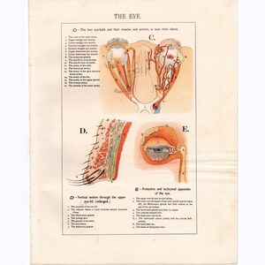 c. 1910 THE EYE lithograph • original antique print • anatomy print • physiology print • medical illustration • visual system print