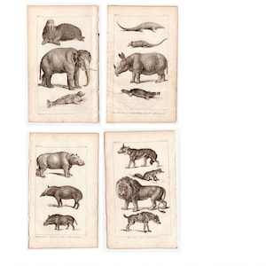 c. 1814 AFRICAN ANIMALS &C engravings • set of 4 original antique prints • safari animals • platypus pangolin lion rhino elephant hippo