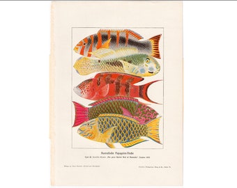 c. 1900 AUSTRALIAN PARROT FISH lithograph • original antique print • ocean print • sea life print • colorful ish print