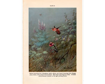 c. 1934 HUMMINGBIRDS lithograph • original vintage print - bird print - ornithology - Anna&#39;s Hummingbird & Rufous Hummingbird print •
