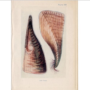 c. 1907 LITografía ANTIQUE SHELLS - impresión antigua original - sea life marine beach ocean -