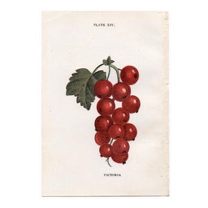 c. 1899 VICTORIA CURRANTS print • original antique print • red currant print • fruit print • berry print • berries • botany • 3.75 x 5.25&quot;