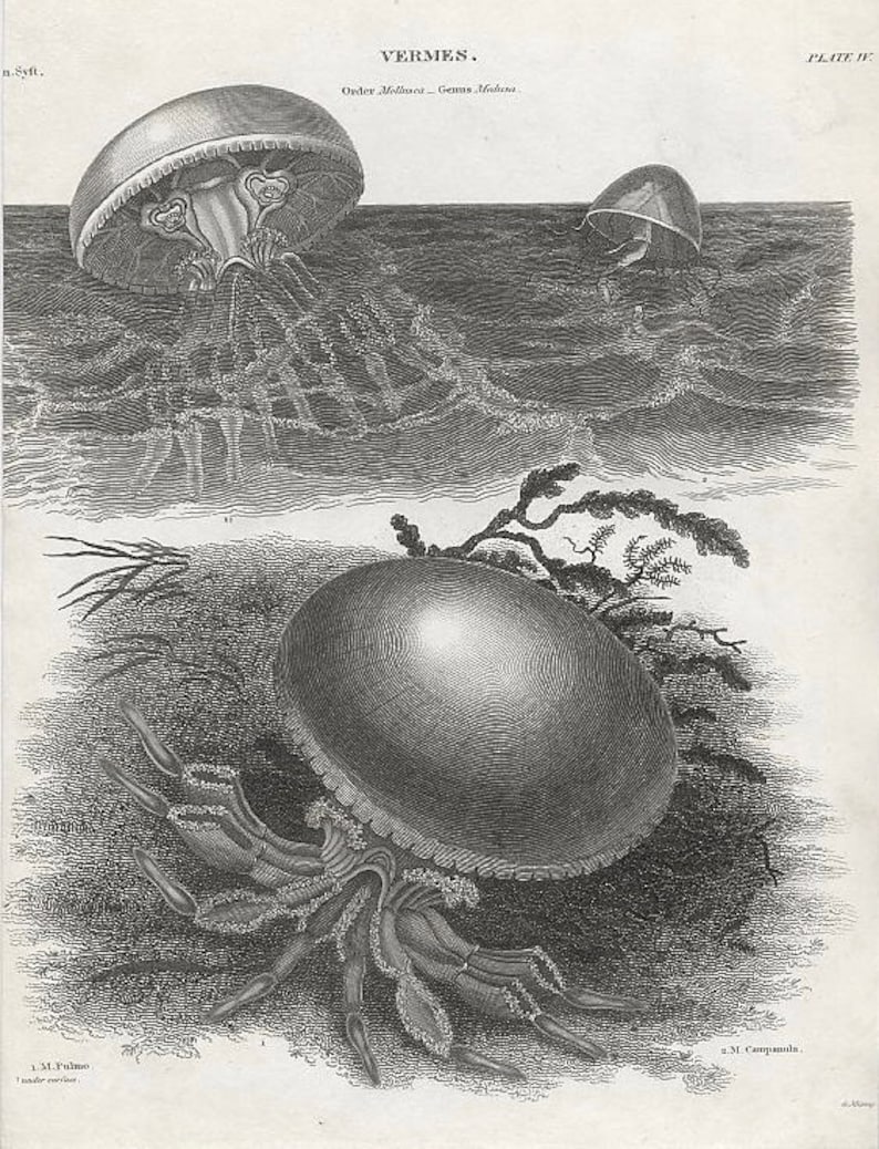 in frame /& ready to hang! sea life ocean marine animal medusa jelies 1820 JELLYFISH ANTIQUE ENGRAVING c original antique print