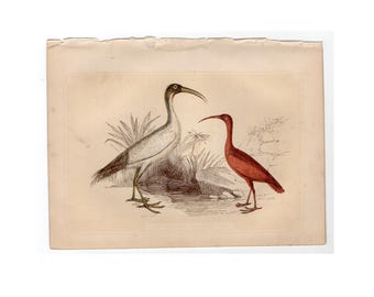 c. 1853 EL IBIS impresión • impresión antigua original • impresión de pájaro • impresión de Bicknell • impresión de ornitología • ave tropical • ibis sagrado y escarlata