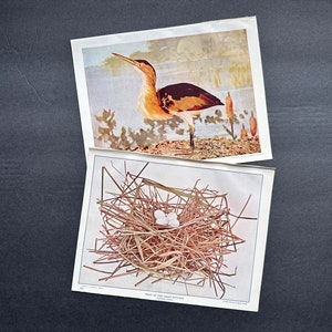 May include: A vintage illustration of a brown and white bird with a long neck and a long beak standing on a branch. The bird is surrounded by green foliage. The illustration is titled "Nest of the Least Bittern".
