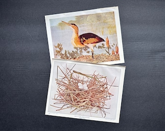 c. 1914 LESSER BITTERN lithographs • set of 2 original antique print • nest print • bird print • egg print • Audubon • heron family