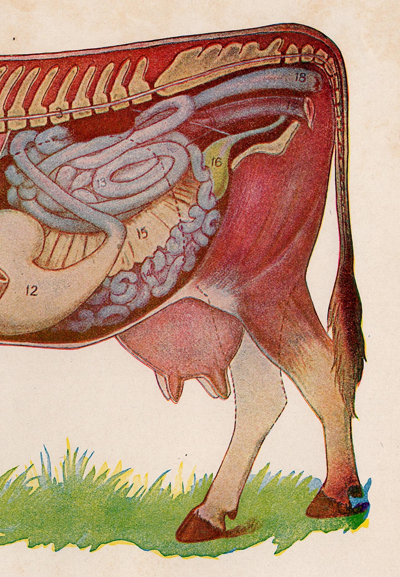 牛の解剖学の版画 1926年頃 • オリジナルのアンティーク版画 • 動物の