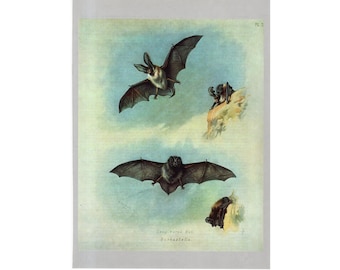 c. 1970's LONGEARED & BARBASTELLE BATS lithograph - original vintage bat print - halloween decor - bat print - Chiroptera -  Vampire bat