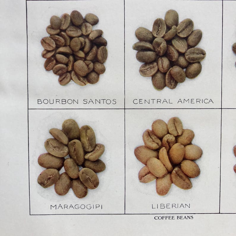 mocha coffee shop coffee print kitchen art java c 1911 COFFEE BEANS print original antique print lithograph coffee lover