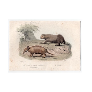 c. 1837 SLOTH & ARMADILLO engraving • original antique print • hand colored print • Buffon animal print •