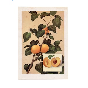c. 1911 APRICOT print • original antique print - fruits & vegetable food - apricots print