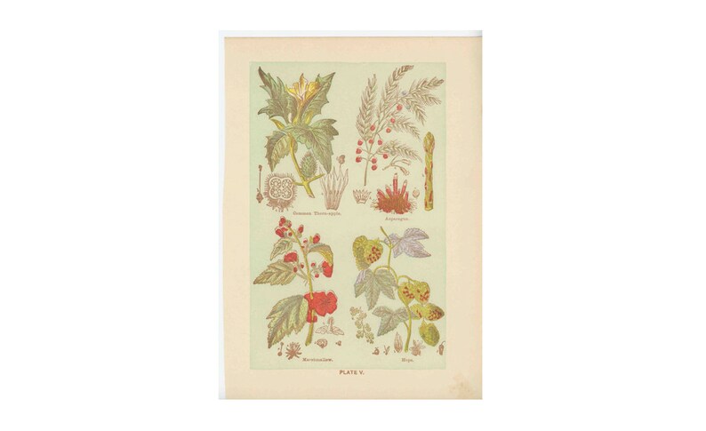 c. 1906 MEDICINAL PLANT lithograph original antique print botanical flowers medicinal herbs thorn apple asparagus marshmallow hops image 1