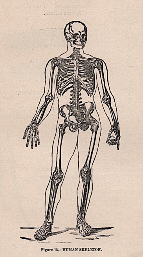 骸骨 アンティーク版画 1901年頃 • オリジナルアンティーク石版画