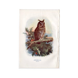 c. 1901 LONG EARED OWL print • original antique print • bird print • ornithology print • bird of prey print • owls print